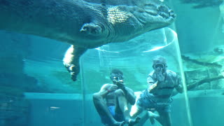 Cage Of Death Crocodile Diving | Darwin Northern Territory