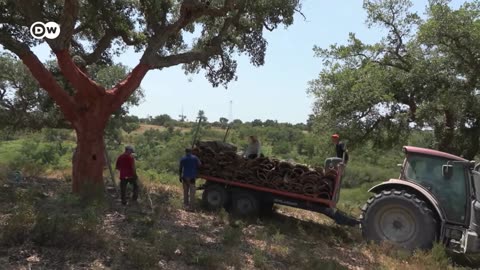 Sustainable cork: How it's harvested and what it can do | Focus on Europe| NATION NOW ✅