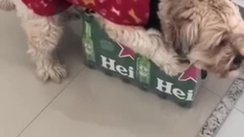 Cachorro que não deixa pegar na cerveja - Tente não rir kkkkk