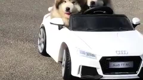 Cute little puppies trying to drive a car