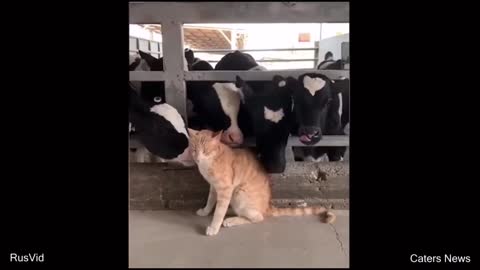 These cows couldn't stop licking this cat