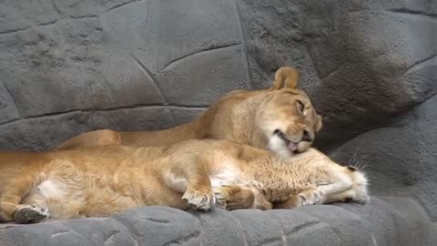 Funny Lion