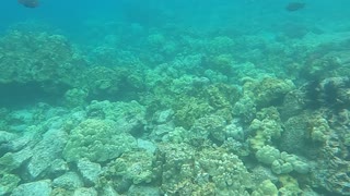 Kealakekua Bay Snorkeling Big Island Hawaii