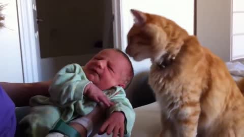 Cats Meeting Newborn Babies for the FIRST Time (Kind Act) Part-1