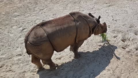 rhino eating grass