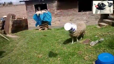 Funny Sheep Attacking People Compilation #86