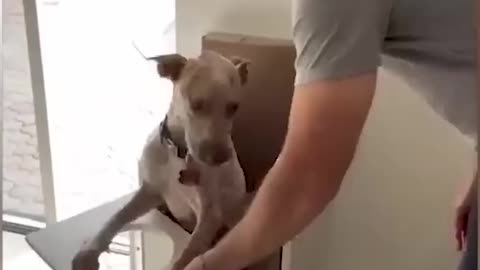 Funny animal video of the day 🤣🤣🤣🤣 0002