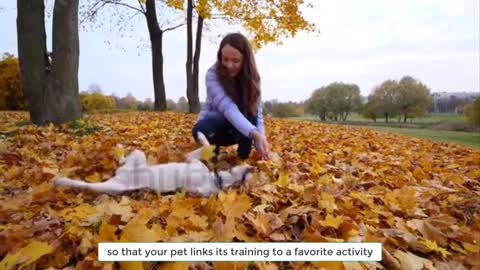 Teach Your Dog at Home these 5 Easy Tricks || dogs training