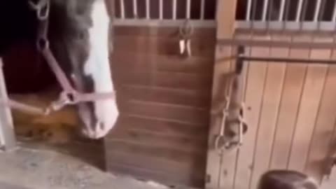 News Break: Horse responds to little girl.