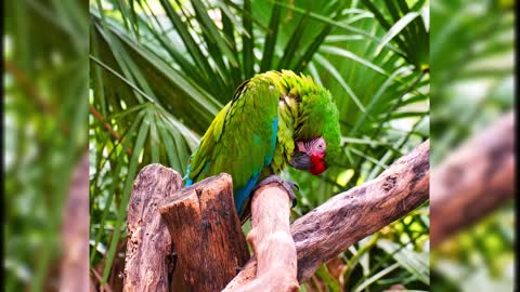 Most Beautiful Macaws on Planet Earth