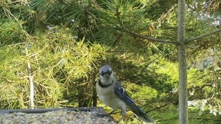 06-28-2019 Trail ViD of Birds Bird Feeder slide show