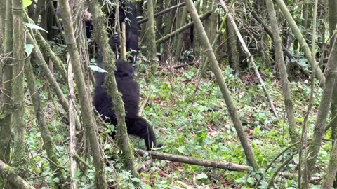 Baby Mountain Gorilla Makes Himself Dizzy