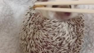 Hedgehog is receiving some tasty mealworm food