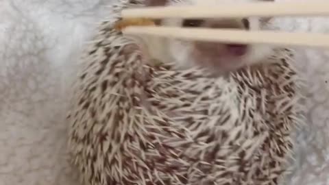 Hedgehog is receiving some tasty mealworm food