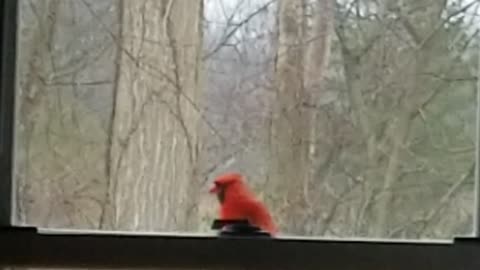 persistent Cardinal