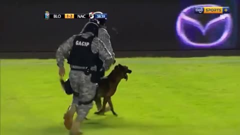 Police dog escape from policeman, and steal the ball from pich