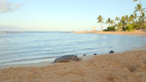 Sea Turtle on Poipu Beach, Koloa, at Sunset, Hawaii