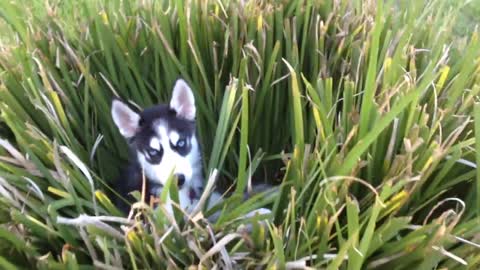 Sneaky Husky Puppy Loves Hiding In The Backyard Plants