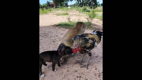 Monkey and Dog's Funny Hen Playtime: The Monkey's Clever Trick!