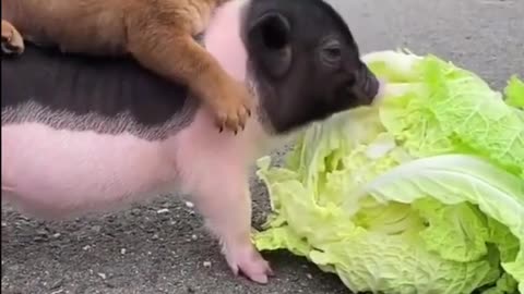 Puppy and Piglet Best Friends