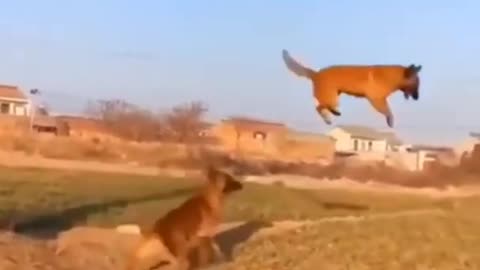 Cute but eager dogs succeed viral workout 2024