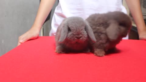 33 days old bunny