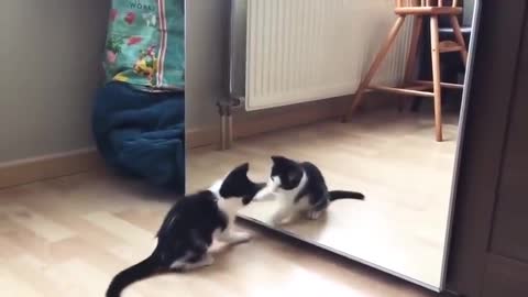 Funny Cat vs mirror Video|Funny videos