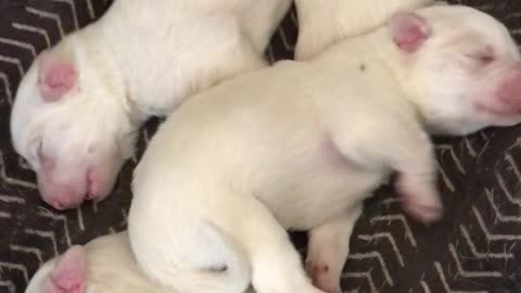 Eight-day old pups have nothing better to do than...