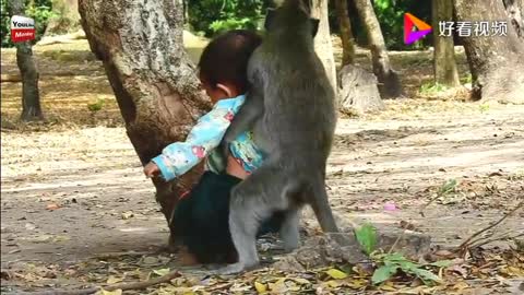 This monkey is going to be an internet sensation