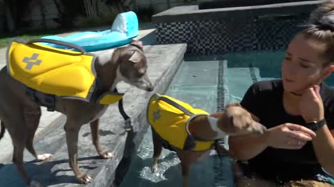 Teaching My Dogs How To Swim, Easy
