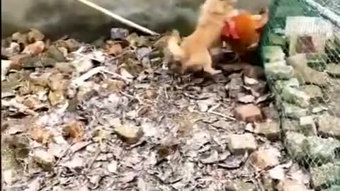 Chicken vs dog fight funny vedio