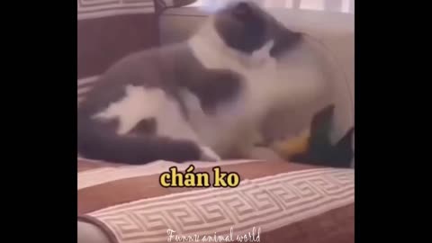 Funny cat videos