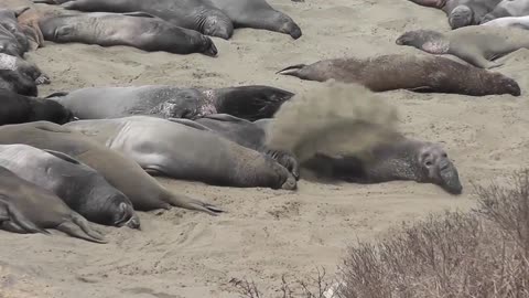 Elephant Seal feeling relaxed on the beach