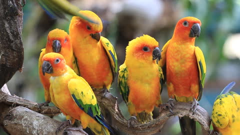 Parrots stand on a tree branch and sing together