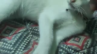 Playing with my Cat named Snow