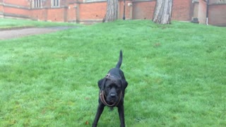 Dog does athletic jump to catch pine cone