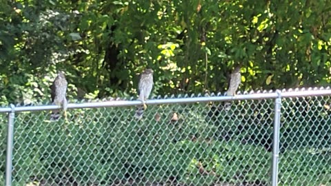 Peregrine falcon