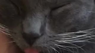 Grey cat sleeps in owner's hand with tongue out