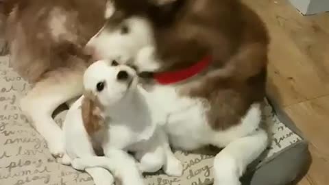 Big Dog: Don't put your head in my mouth again!