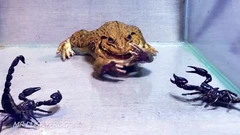 Bullfrog vs 3 big black Scorpion