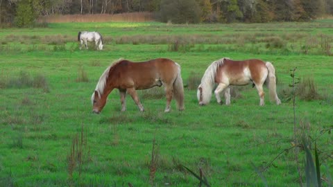 Natural horse grazing