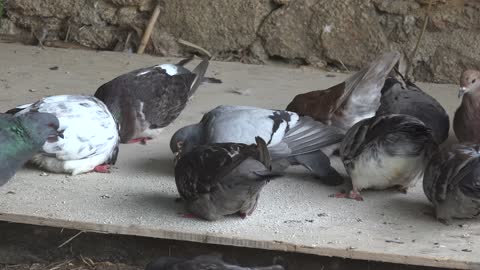 Pigeon quarrels over food