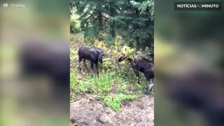 Vídeo mostra intensa batalha entre alces nos EUA