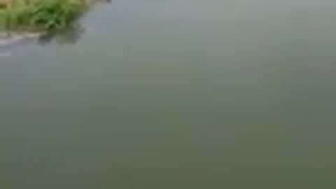 Dog saves drowning man