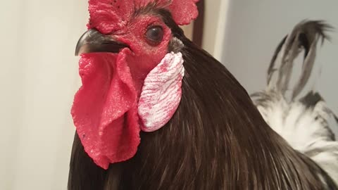 Rooster Freshens Up To Meet Hens
