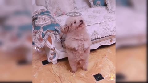 A Very Talented Dog Wants To Impress His Owner By Dancing