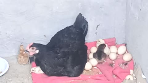 Our Black Hen second time hatching out her egss