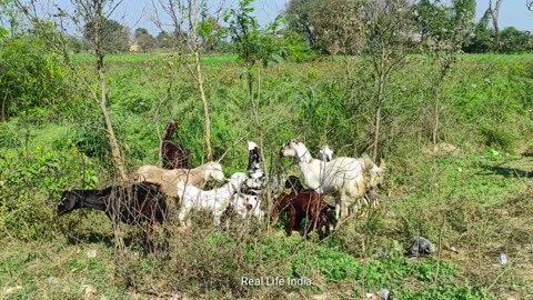 India Farmer Village Life {} Real Life IndiaIn Uttar Pradesh {} Life Style In India Village