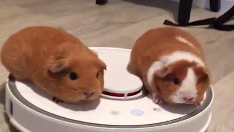 Cute and Funny Guinea Pig 🐷 Hamster