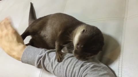 This Otter Loves To Cuddle Up To Its Owner's Arm